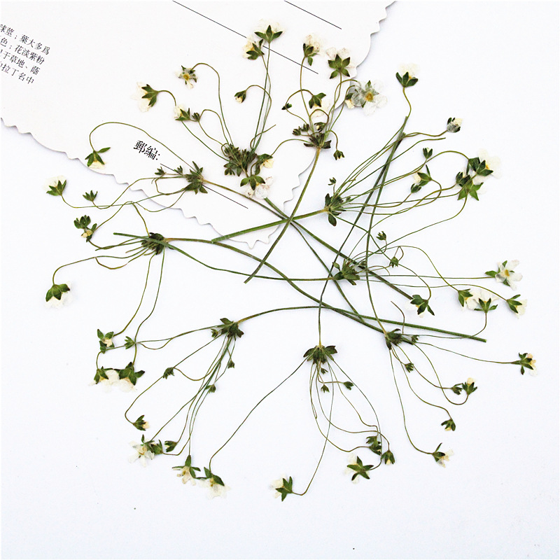 OEM Dried Flower Supplies for Resin Craft Brands and DIY Kit Manufacturers