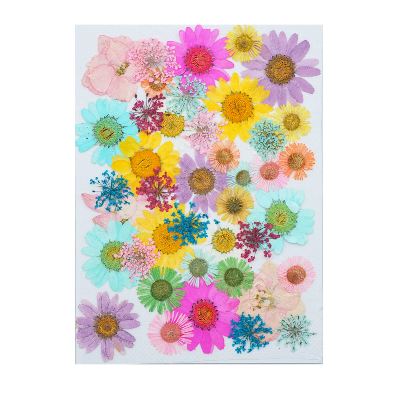 Natural Dried Flowers Collection for Resin Art Decoration Wholesale Supply F047