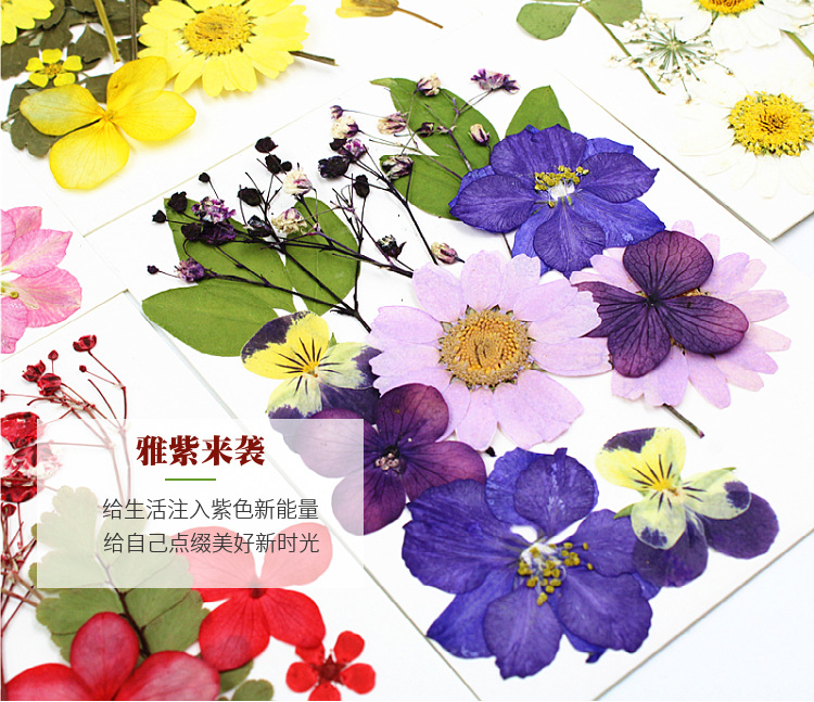 Wholesale Botanical Dried Flowers for Resin Art Decoration and Handmade Gifts