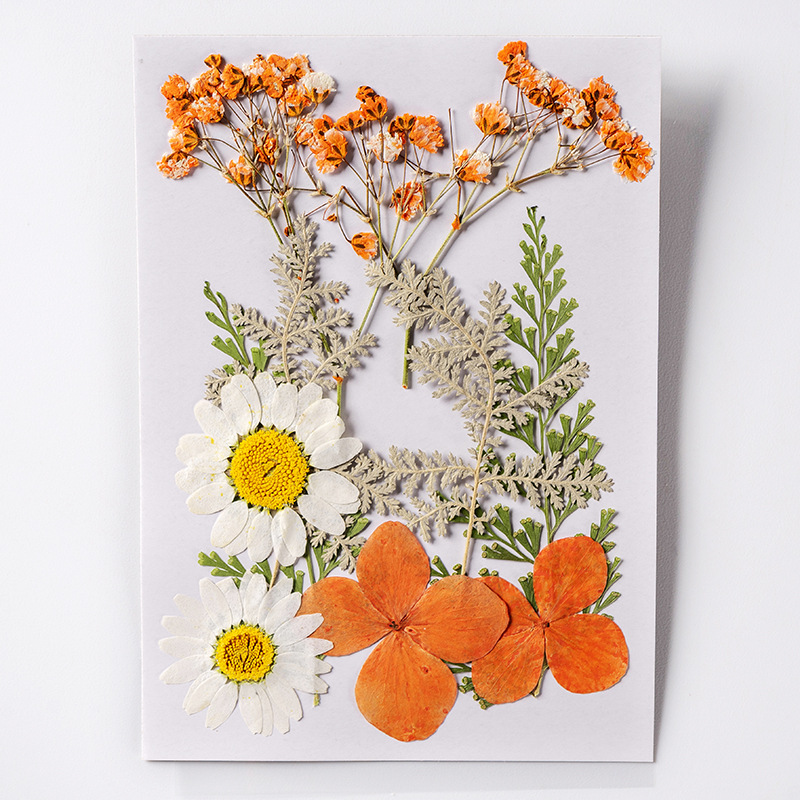 Premium Pressed Botanical Flowers for Resin Jewelry and Handmade Crafts F049