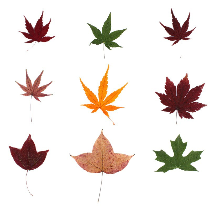 Wholesale Dried Flowers for Resin Art, Jewelry Making and DIY Crafts | OEM Supplier