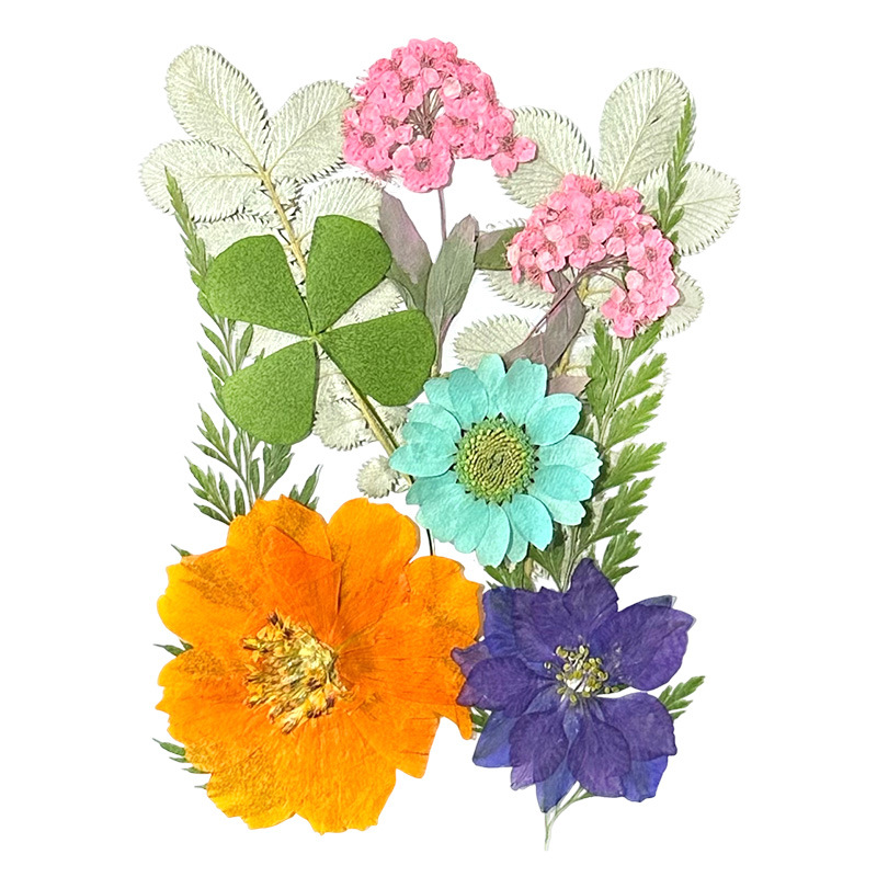 Wholesale Natural Pressed Dried Flowers for Resin Art and DIY Crafts F044