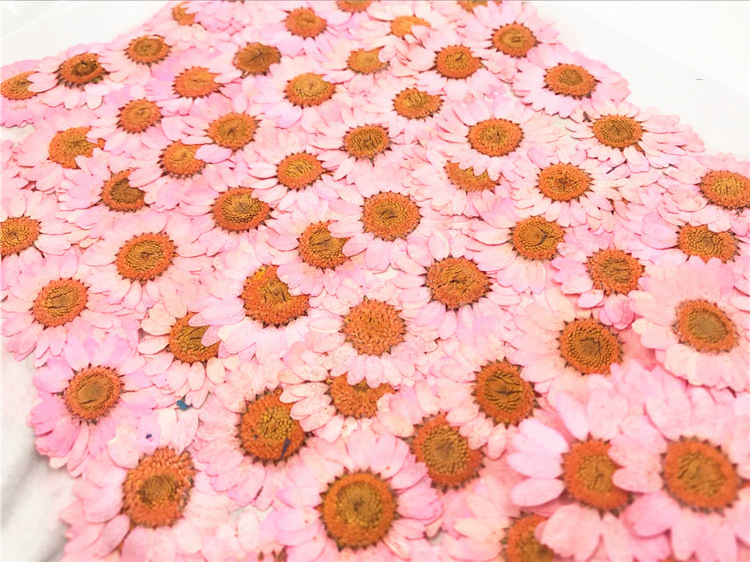 Natural Pressed Dried Flowers for Epoxy Resin Crafts and Handmade Jewelry
