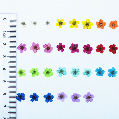 Custom Color Dried Flowers for Epoxy Resin Art and Craft Decoration