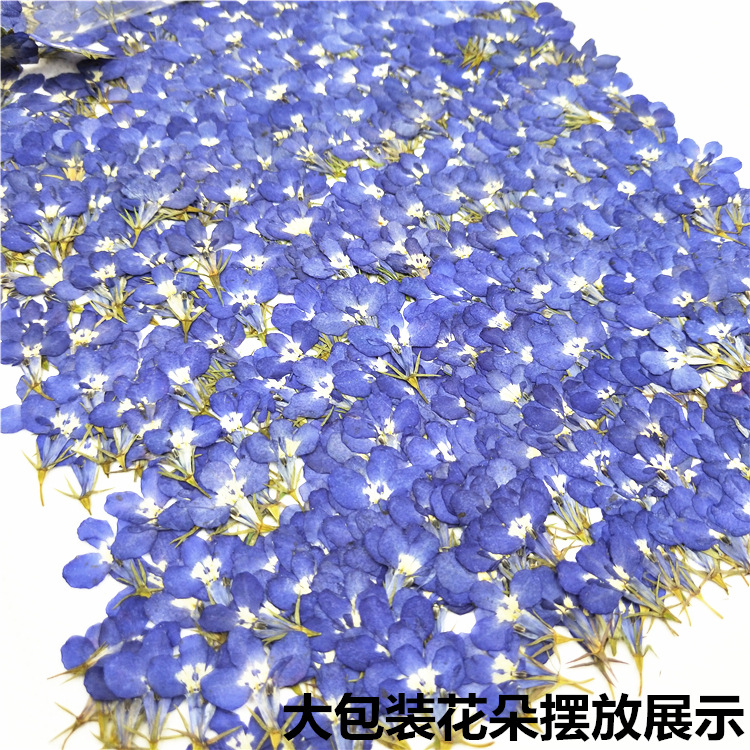 Bulk Dried Flower Supply for DIY Kit Brands and Resin Craft Businesses