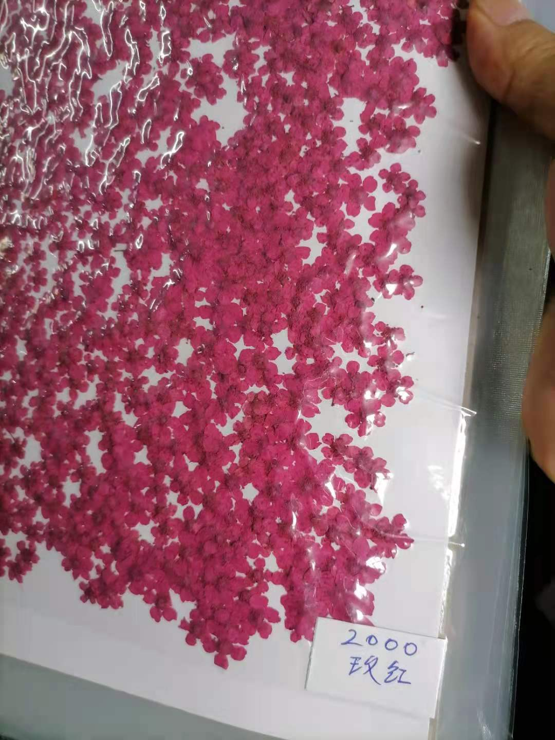 Custom Color Dried Flowers for Epoxy Resin Art and Craft Decoration