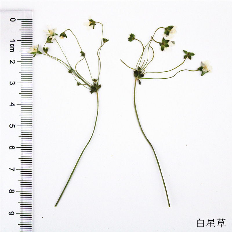 OEM Dried Flower Supplies for Resin Craft Brands and DIY Kit Manufacturers