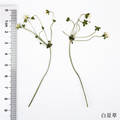 OEM Dried Flower Supplies for Resin Craft Brands and DIY Kit Manufacturers