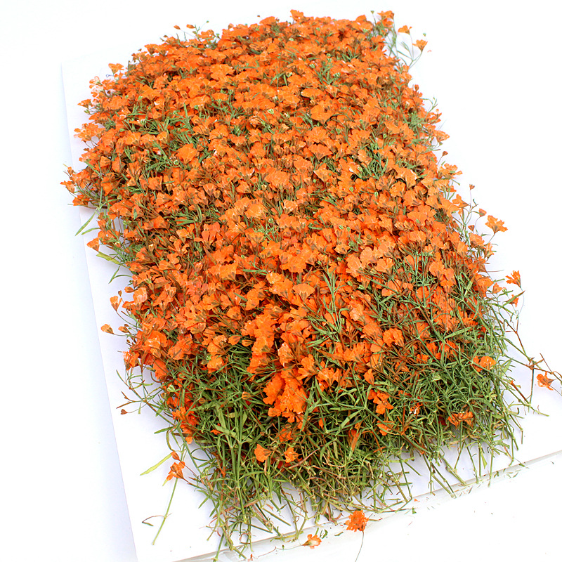 Wholesale Mini Dried Flowers for Resin Filling and DIY Craft Projects
