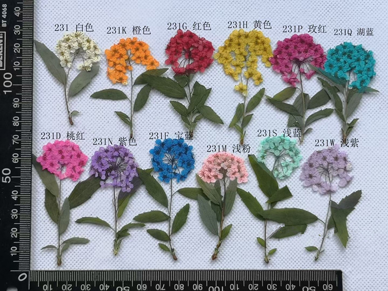 Bulk Natural Dried Flowers for Epoxy Resin Art and Craft Decoration