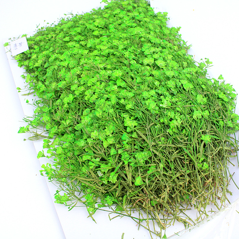 Wholesale Mini Dried Flowers for Resin Filling and DIY Craft Projects