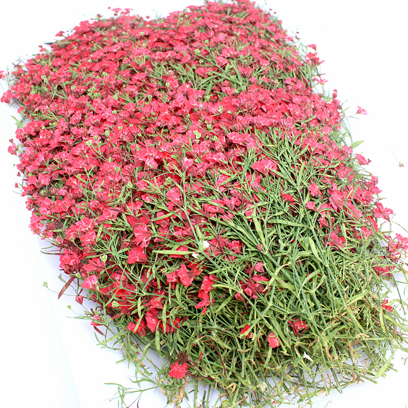 Wholesale Mini Dried Flowers for Resin Filling and DIY Craft Projects