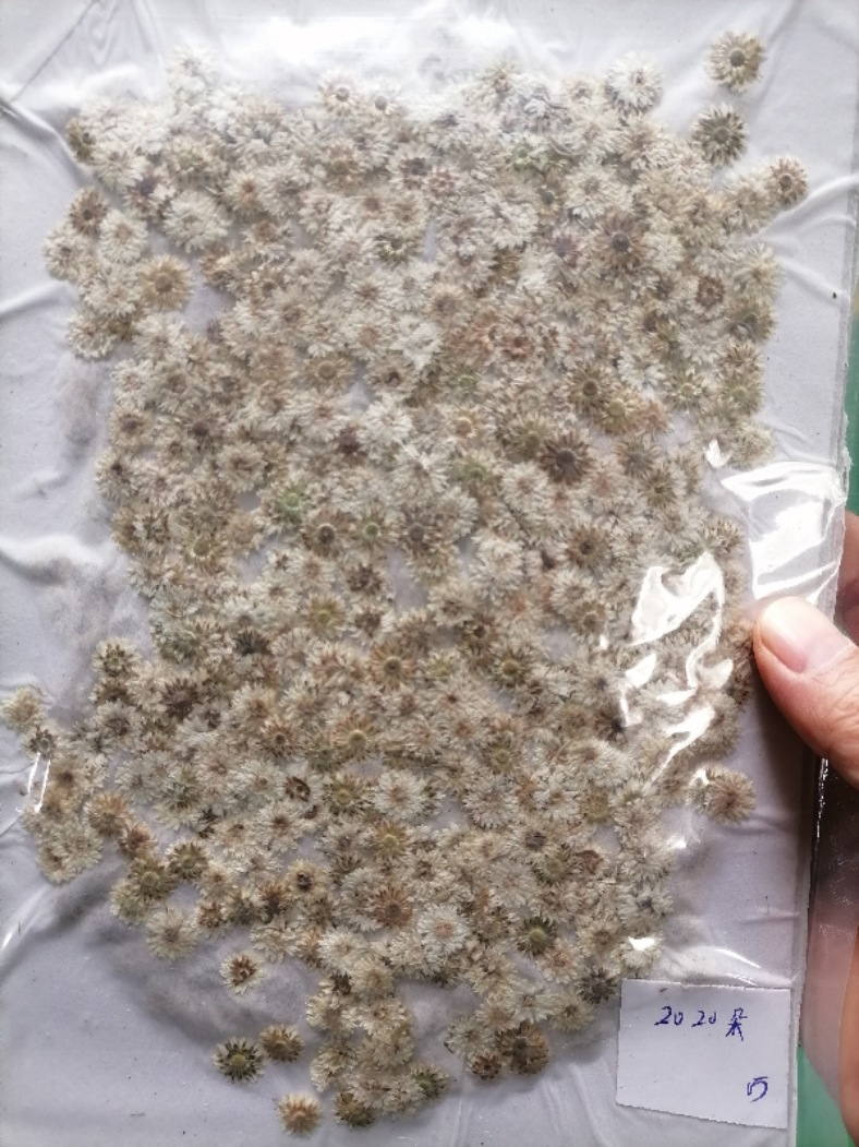 OEM Dried Flowers Supply for Resin Craft Brands and Handmade Product Sellers