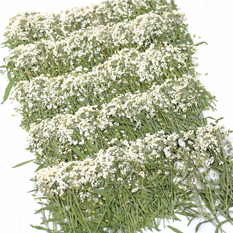 Wholesale Colorful Dried Flower Mix for Resin Art and Handmade Crafts