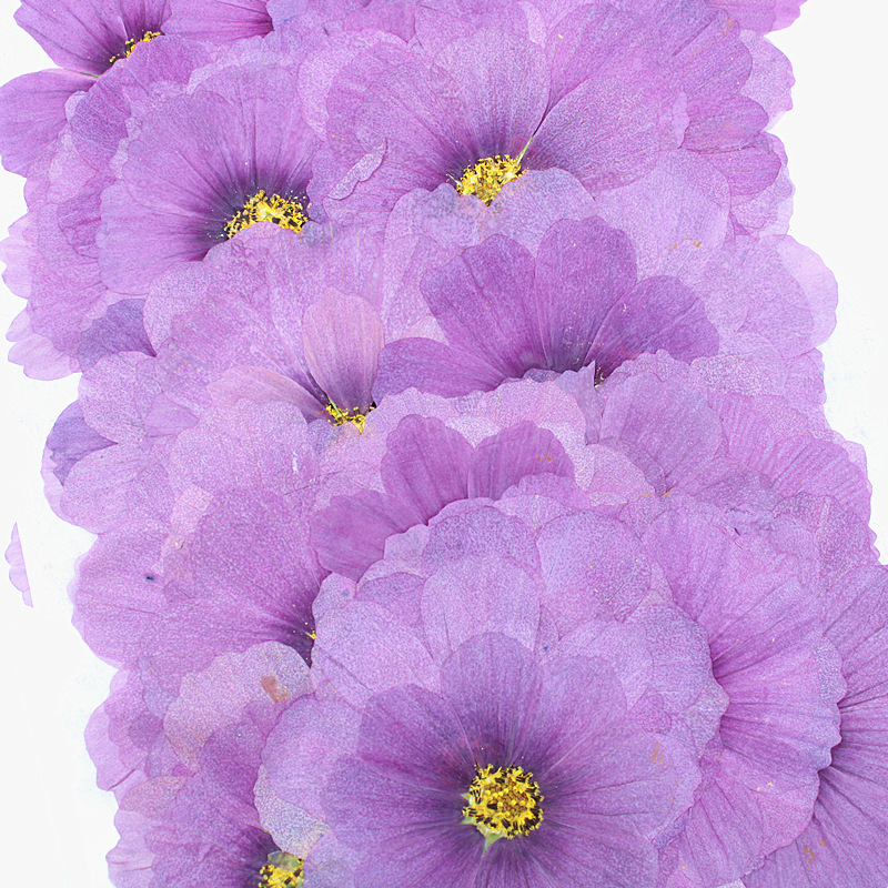 Premium Pressed Dried Flowers for Resin Coasters, Jewelry and Handmade Crafts