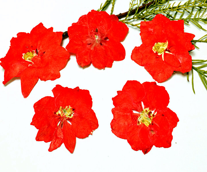 Wholesale Mini Dried Flowers for Resin Jewelry Making and Craft Accessories