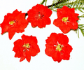 Wholesale Mini Dried Flowers for Resin Jewelry Making and Craft Accessories