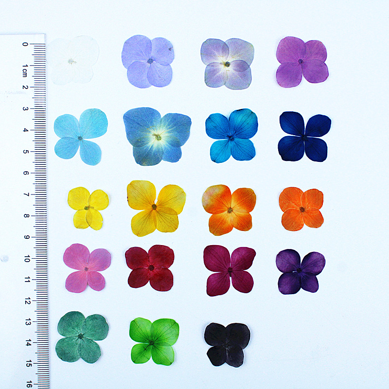 Bulk Natural Flowers for Epoxy Resin Filling and Decorative Craft Supplies