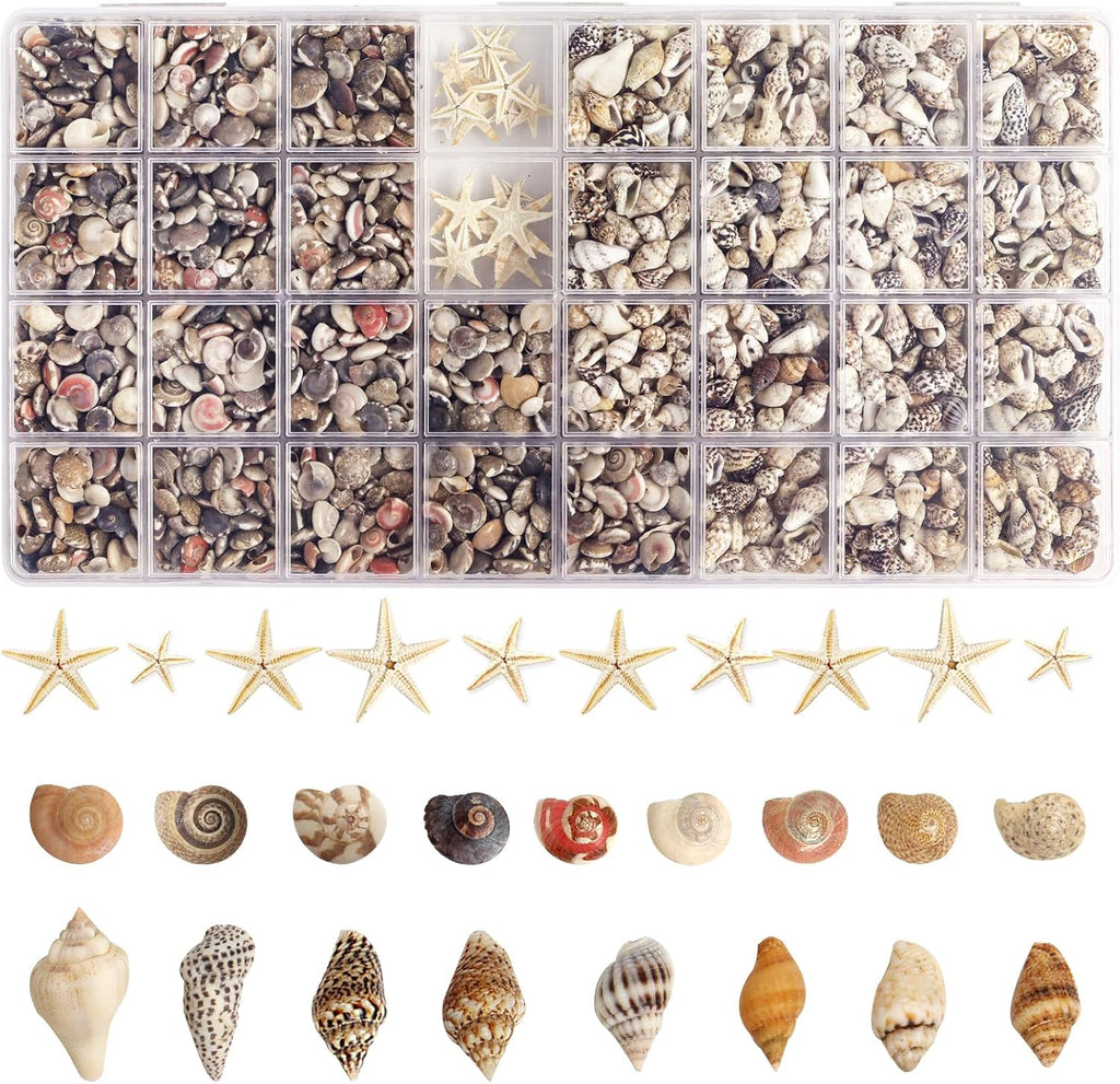 Natural Seashell Decorations for Epoxy Resin Crafts | Wholesale Shell Filling Materials Supplier