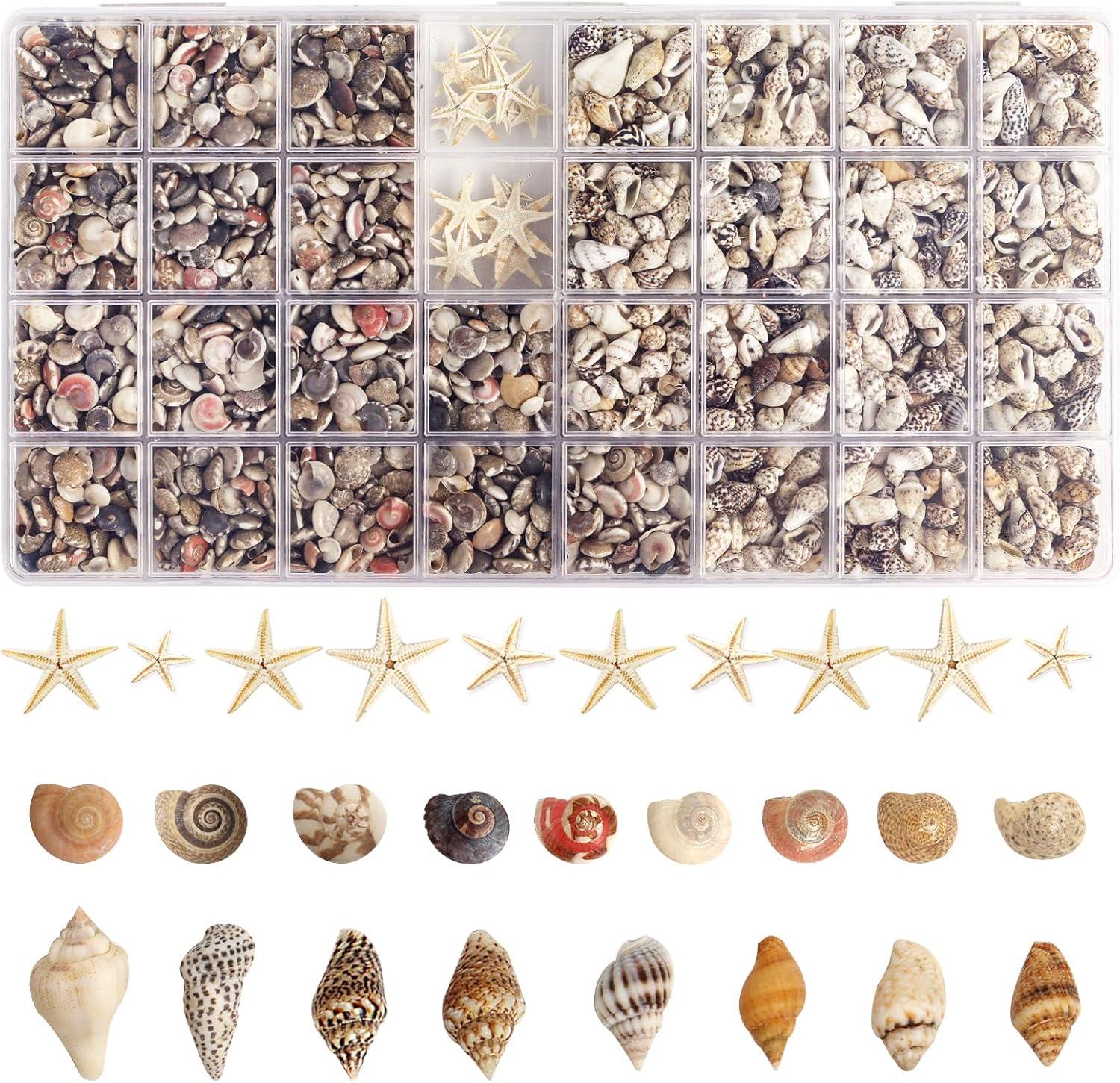 Natural Seashell Decorations for Epoxy Resin Crafts | Wholesale Shell Filling Materials Supplier
