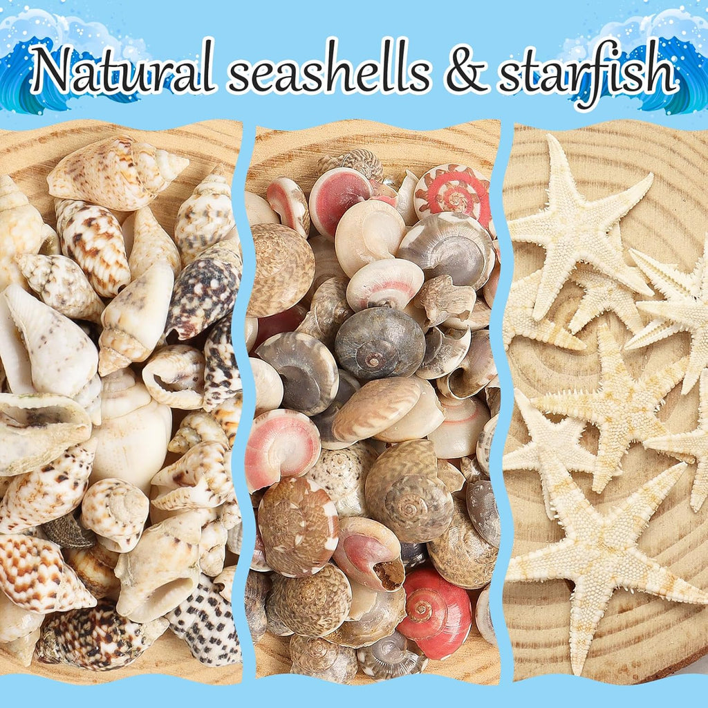 Natural Seashell Decorations for Epoxy Resin Crafts | Wholesale Shell Filling Materials Supplier
