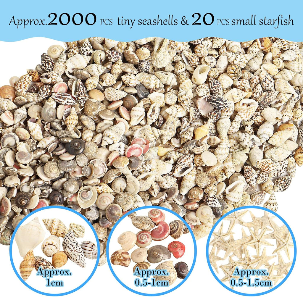Natural Seashell Decorations for Epoxy Resin Crafts | Wholesale Shell Filling Materials Supplier
