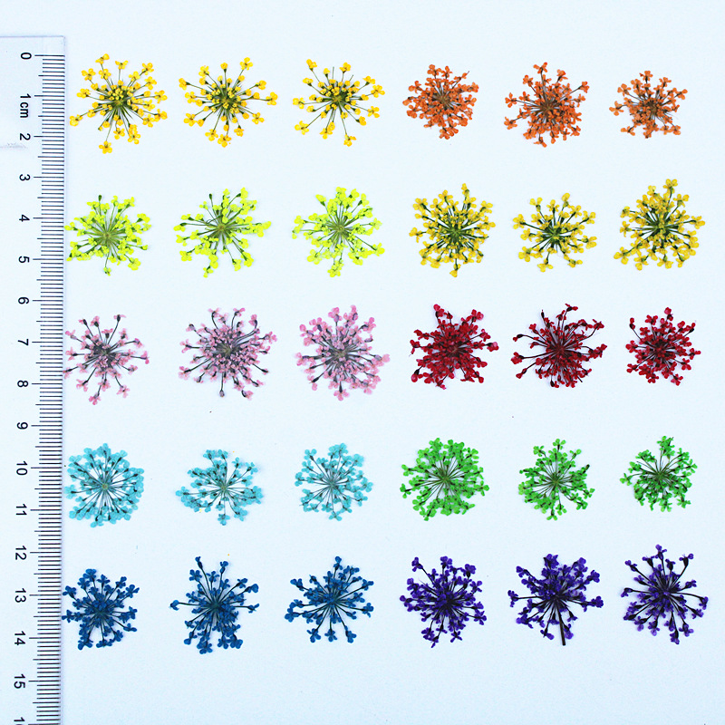 Wholesale Dried Flowers for Resin Art, Jewelry Making and DIY Crafts