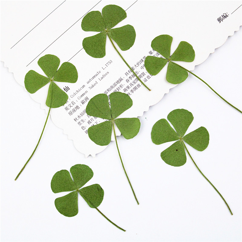 Pressed Flower Set for Resin Art, DIY Crafts and Handmade Accessories