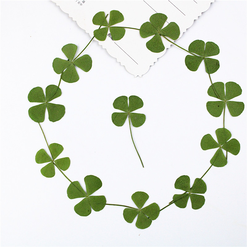 Pressed Flower Set for Resin Art, DIY Crafts and Handmade Accessories