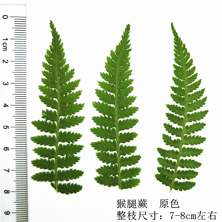 Pressed Botanical Flowers for Resin Casting, Jewelry Making and Crafts