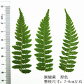 Pressed Botanical Flowers for Resin Casting, Jewelry Making and Crafts