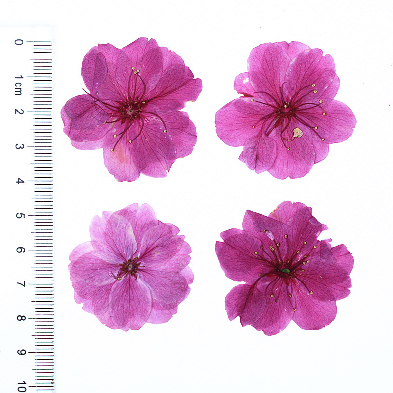 Wholesale Colorful Dried Flower Set for Resin Art Projects and DIY Craft Supplies