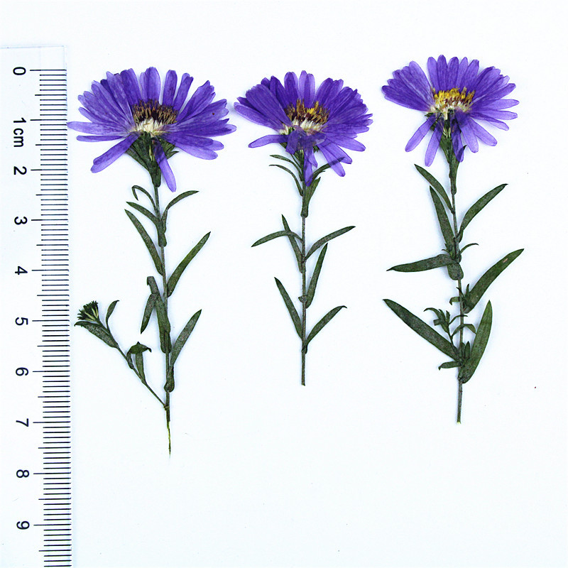 Colorful Natural Dried Flower Mix for Epoxy Resin Art and Handmade Products