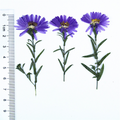 Colorful Natural Dried Flower Mix for Epoxy Resin Art and Handmade Products