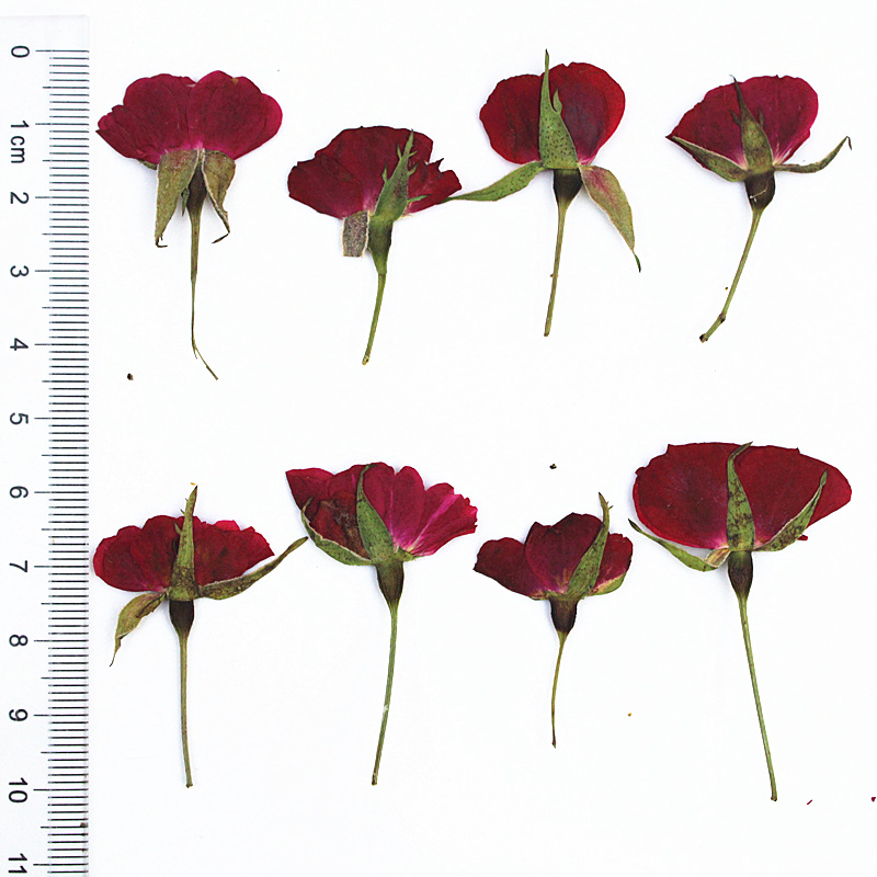 OEM Dried Flower Supplies for Resin Craft Brands and DIY Kit Manufacturers
