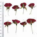 OEM Dried Flower Supplies for Resin Craft Brands and DIY Kit Manufacturers