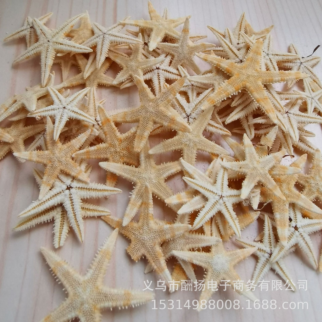 Real Seashell Pieces for Resin Jewelry Making and Handmade Crafts | OEM Supplier