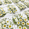 Dried Flower Mix Set for Epoxy Resin Jewelry Making Supplies F045