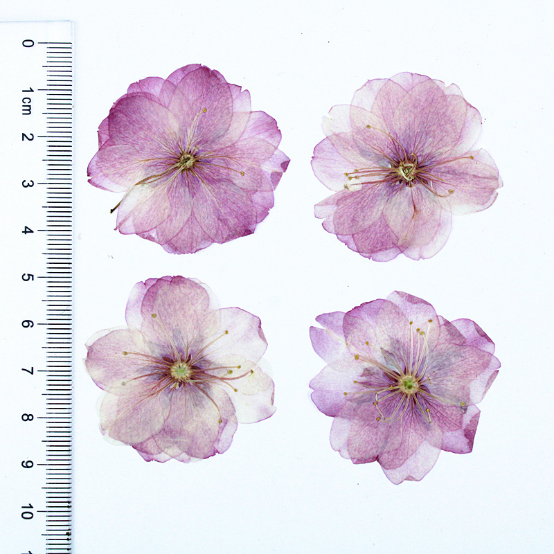 Wholesale Colorful Dried Flower Set for Resin Art Projects and DIY Craft Supplies