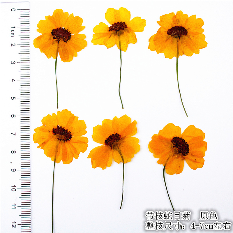Natural Pressed Dried Flowers for Epoxy Resin Crafts and Handmade Jewelry