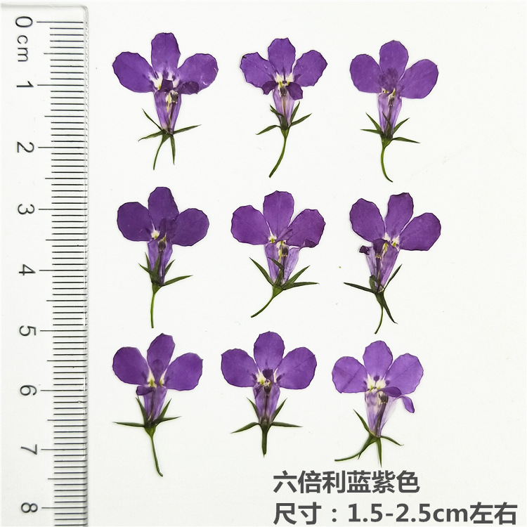 Bulk Dried Flower Supply for DIY Kit Brands and Resin Craft Businesses