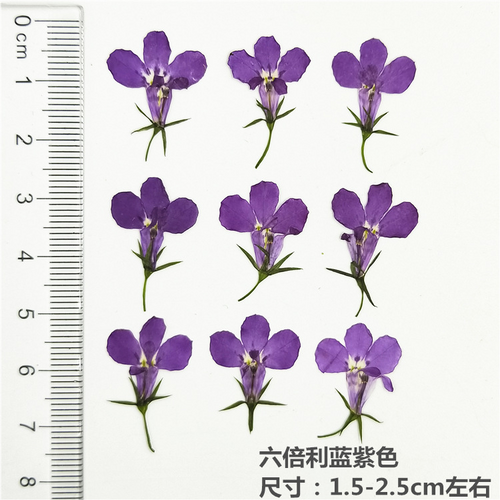 Bulk Dried Flower Supply for DIY Kit Brands and Resin Craft Businesses