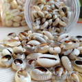 .Ocean Style Shell Decorations for Epoxy Resin Coasters and Jewelry Crafts