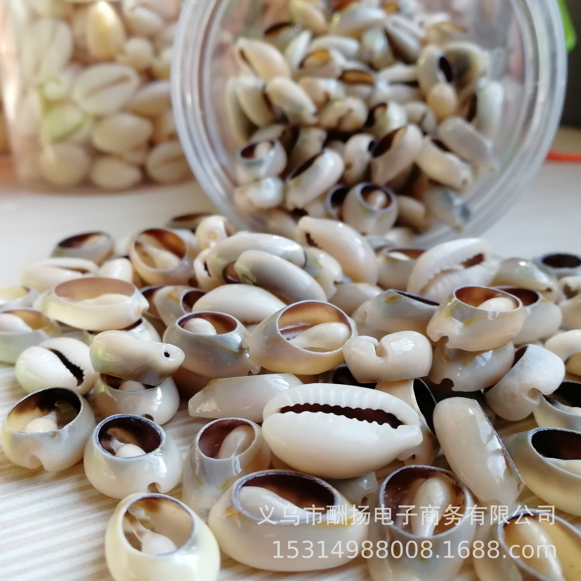 .Ocean Style Shell Decorations for Epoxy Resin Coasters and Jewelry Crafts