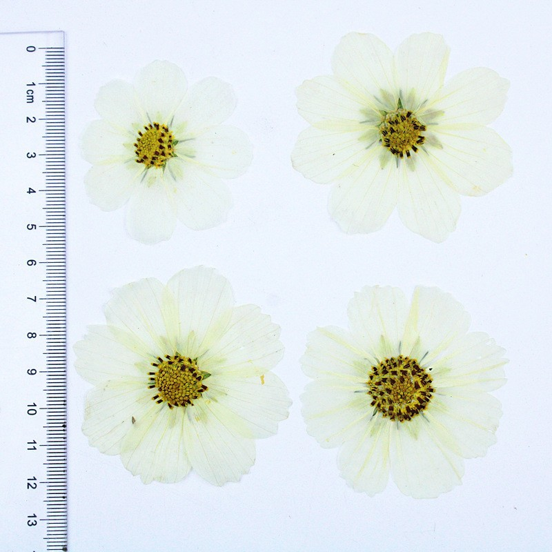 Premium Pressed Dried Flowers for Resin Coasters, Jewelry and Handmade Crafts