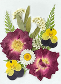 Wholesale Natural Pressed Dried Flowers for Resin Art and DIY Crafts F044
