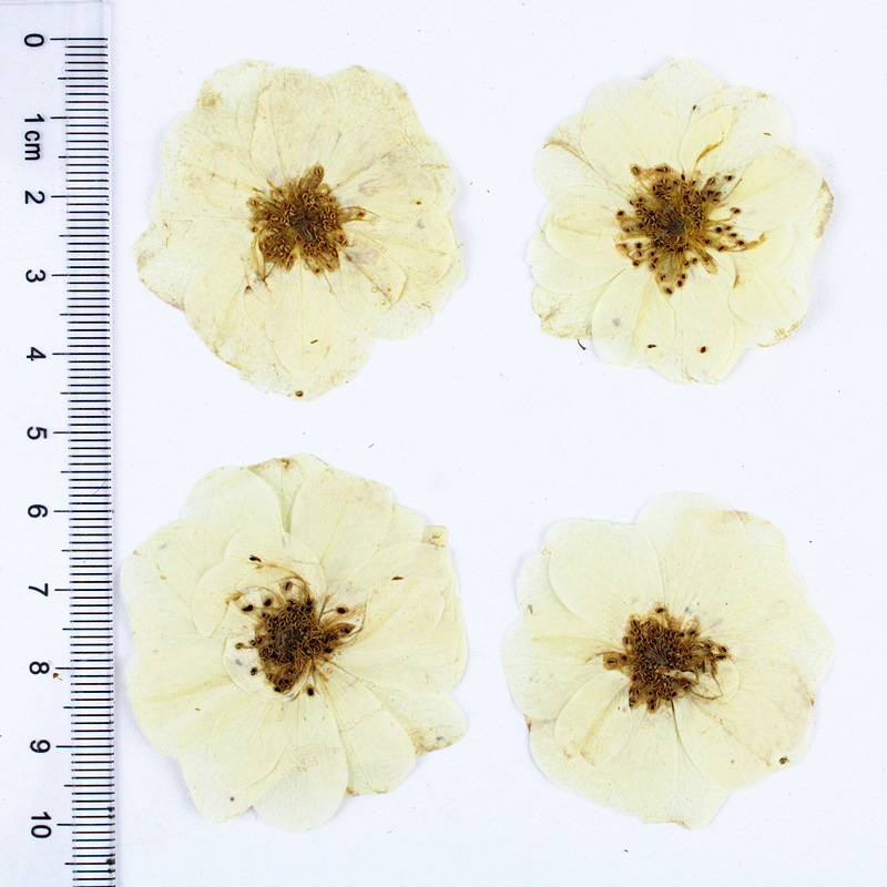 Wholesale Mini Dried Flowers for Resin Filling and DIY Craft Projects