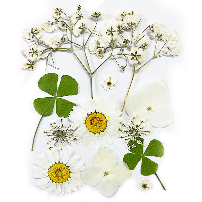 Bulk Dried Flower Petals for Epoxy Resin Projects and DIY Handmade Crafts