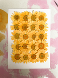 Bulk Pressed Flowers for Resin Crafts, Handmade Jewelry and DIY Projects F046