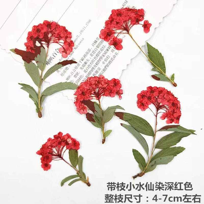Bulk Natural Dried Flowers for Epoxy Resin Art and Craft Decoration